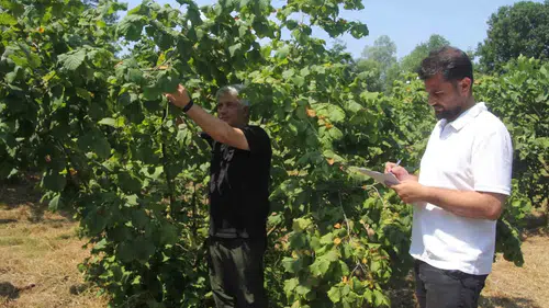 Ordu fındığında rekolteyi belirlemek için 400 noktada sayım başladı