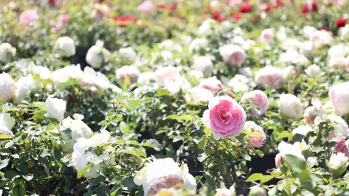 Kocaeli kendi parklarını kendi bahçesinde büyütüyor