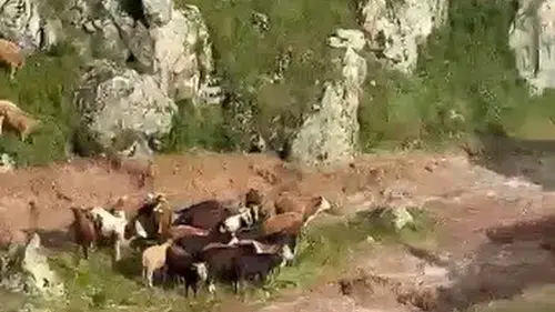 Kars Kağızman’da aniden bastıran sağanak sele dönüştü