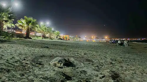 Kuşadası sahillerinde yeni komşularımız var