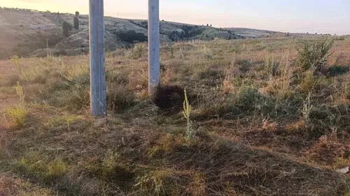 Bilecik'te minik bir kuş faciaya yol açıyordu