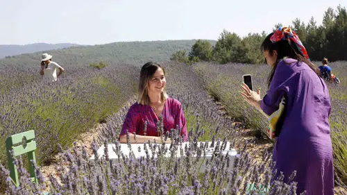 Muğla’nın mor bahçelerinde hasat zamanı geldi