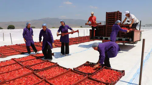 İzmir domates üretiminde zirveyi hedefliyor