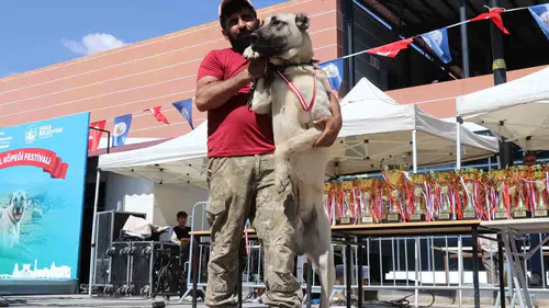 Sivas'ta Kangal köpekleri güzellik için podyuma çıktı