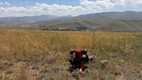 Bayburt tarlalarında zararlı alarmı sürüyor