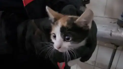Çankırı'da apartman boşluğunda mahsur kalan kedi kurtarıldı
