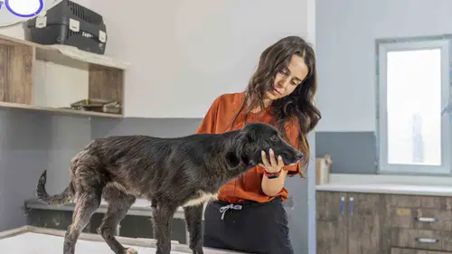 Mersin'de hayata tutunan Cesur yeni ailesini arıyor