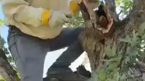 Elazığ’da arıcı ormanda bulduğu gizli hazineyi ağaçtan çıkardı
