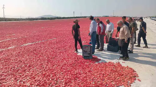Saruhanlı tarlalarından dünyaya binlerce ton kuru domates gidiyor