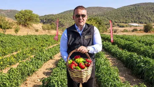 Bilecik’in meşhur Kamber Biberi tarlalara indi
