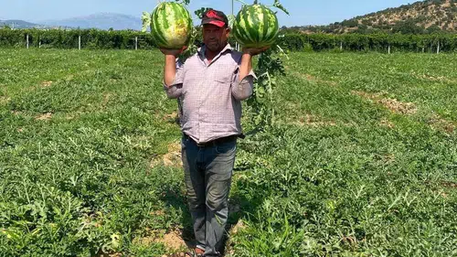Manisalı çiftçi aracıya teslim olmadı karpuzu kendi satıyor