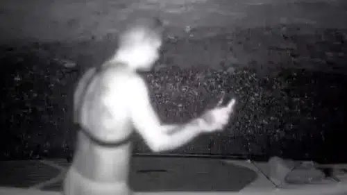 Fotokapan kaydetti Mağaraya giren kişiyi gören fok ailesi denize kaçtı