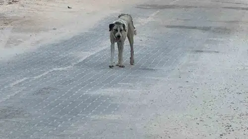 Halfeti sokaklarında korku dolu anlar 3 yaşındaki çocuğa köpek saldırısı