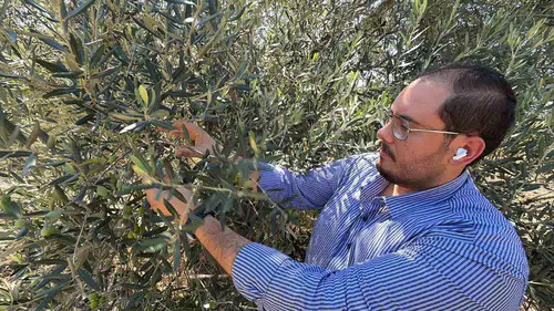 ABD'nin yeni zeytinyağı vergisi Balıkesir üreticisini zora soktu