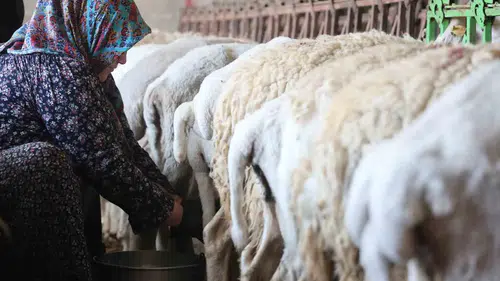 Konya dağlarında geleneksel peynir mesaisi