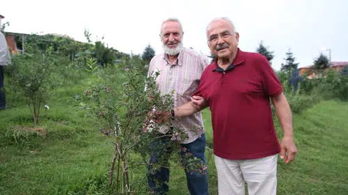 Mavi yemişte rekor Gürgentepe'de üretim 150 kiloyu geçti