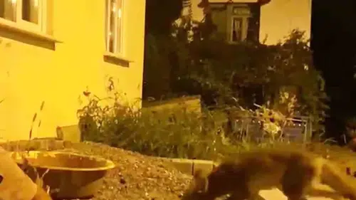 Zonguldak’ta bir vatandaşın vahşi tilkiyle kurduğu sıra dışı dostluk