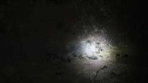 Tunceli doğasında gece yarısı şaşırtan karşılaşma