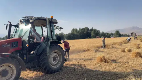 Buğday tarlasında 30 kişi el ele verdi, asırlık gelenek yaşıyor
