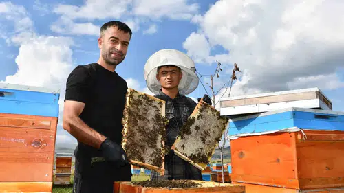 Ardahan’da bal hasadı mesaisi başladı