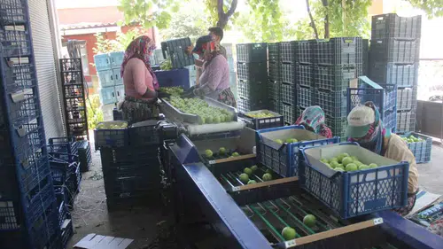 Kaz Dağları’nın özel meyvesi Bayramiç beyazında hasat zamanı