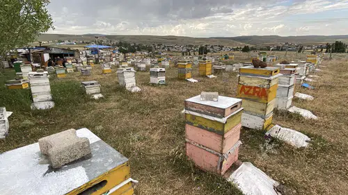 Karslı arıcılar fırtınaya karşı kovanlarını taşla korumaya aldı