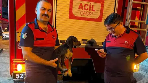 Ordu’da bir köpek depoya sıkıştı