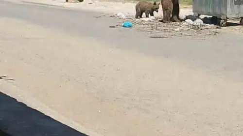 Edirne Meriç köylerinde ayı paniği yaşanıyor
