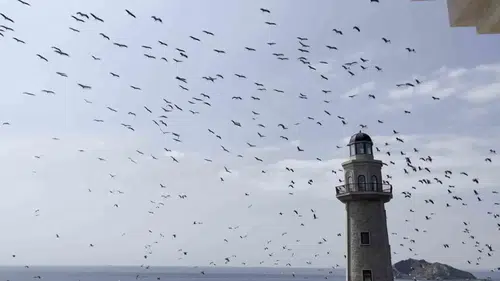 İstanbul semalarında leylek sürülerinin göç yolculuğu başladı