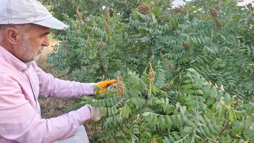 Elazığ’da doğal sumak hasadı başladı üreticinin yüzü gülüyor