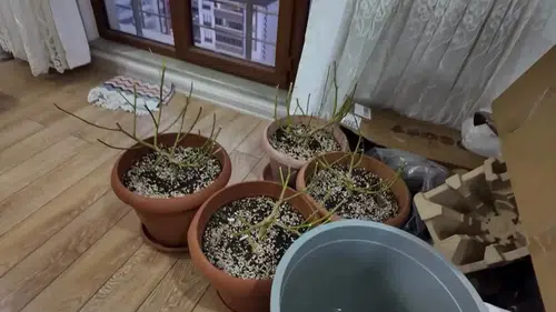 Kastamonu'da bir evde kurulan uyuşturucu fabrikası polis baskınıyla dağıtıldı