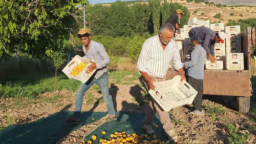 Malatyalı kayısı üreticisi TMO’dan müdahale bekliyor