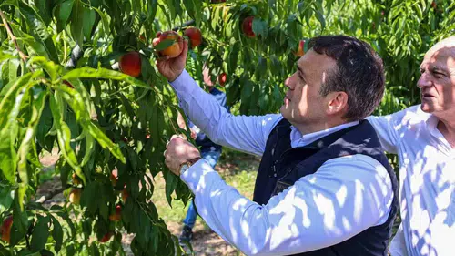 Bilecik'te hasat edilen nektarinler dünyaya açılıyor