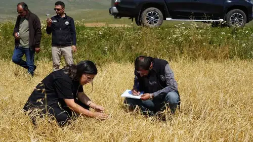 Çıldır'da dolu vurdu, tarım ekipleri arazilerde hasar tespitinde