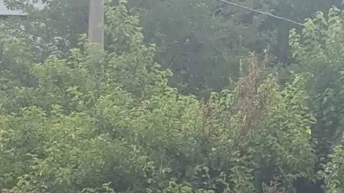 Safranbolu’da karganın çıkardığı ses köylüleri şaşkına çevirdi