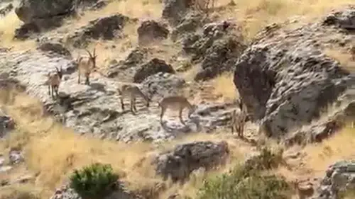 Diyarbakır'da dağ keçileri sürüsü kırsal alana indi