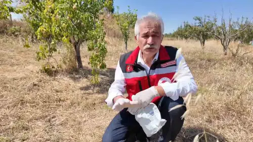 Tekirdağlı çiftçilere tarla faresi uyarısı geldi