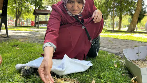 Kayserili kadından örnek duyarlılık 5 güvercin yavrusunu kurtardı