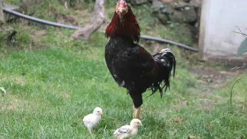 Ordu'da görenleri şaşkına çeviren olay Kuluçkaya yatan horoz civciv çıkardı