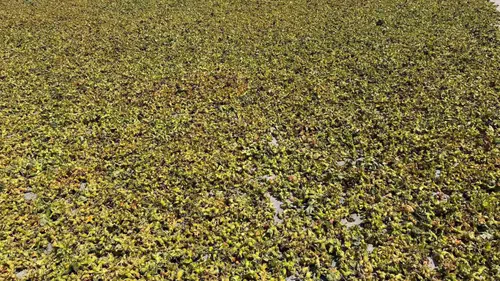 Zonguldak fındık üreticisi tarladan sonra harmana indi