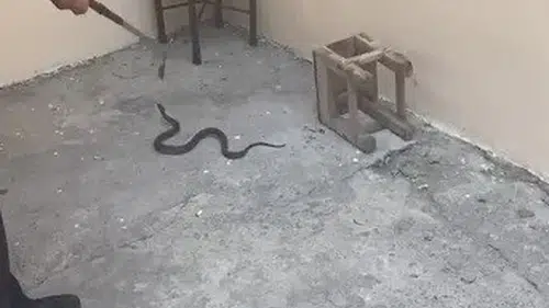 Kars’ta bir bahçeye giren yılan mahalleliyi korkuttu