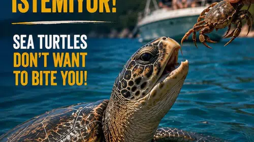 İztuzu plajında caretta carettalara yaklaşanlar için kritik uyarı