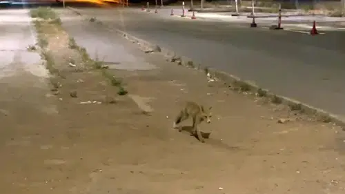 Sivaslı kokoreçcinin sadık müşterisi her akşam paket servisi bekliyor