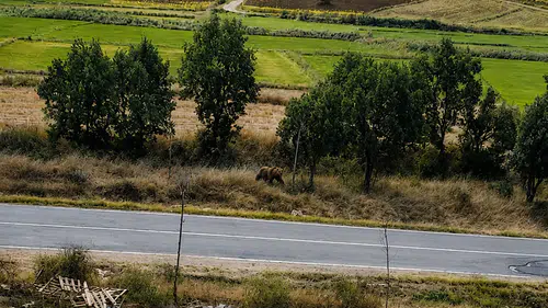 Edirne Meriç'te bozayı paniği yaşanıyor