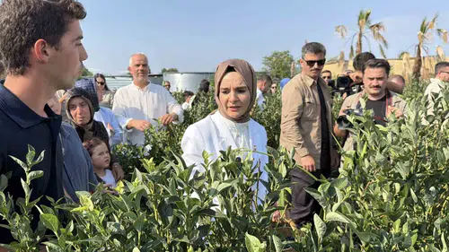 Düzce’de yaban mersini hasadı genç girişimcilere ilham veriyor