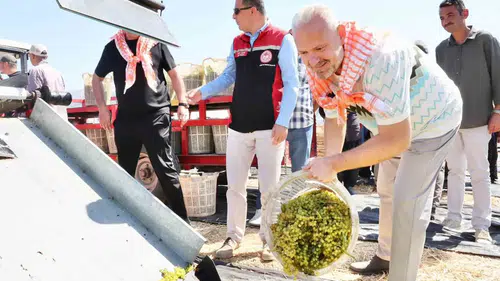 Menemen’de Bereketli Hasat Zamanı: 18 Bin Tonluk Rekolte Beklentisi