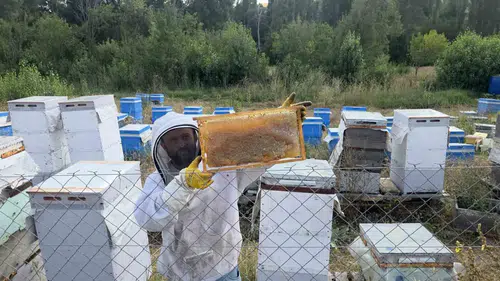 Nalburluktan arıcılık imparatorluğuna: 3 kovanla başlayan serüven 400 kovana koşuyor