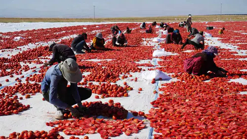 Niğde'nin bereketli topraklarından dünya sofralarına: Poyrazın kuruttuğu lezzet