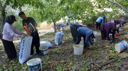 Kahramanmaraş'ın Yeşil Altını İçin Hummalı Mesai: Avrupa Tescilli Cevizde Hasat Sevinci