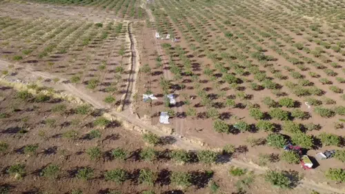 Siirt'te Yeşil Altın Mesaisi: Rekolte Düşüşüne Rağmen Bahçelerde Hummalı Çalışma